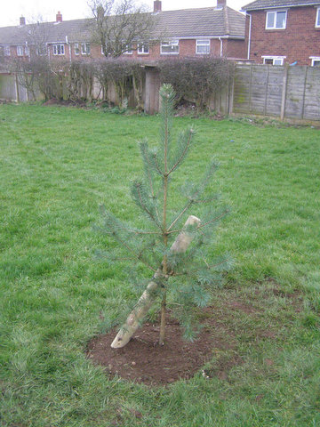 Fir Tree and  stand